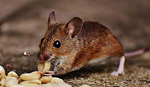 24 Hour & Emergency Exterminators in Sanford, NC